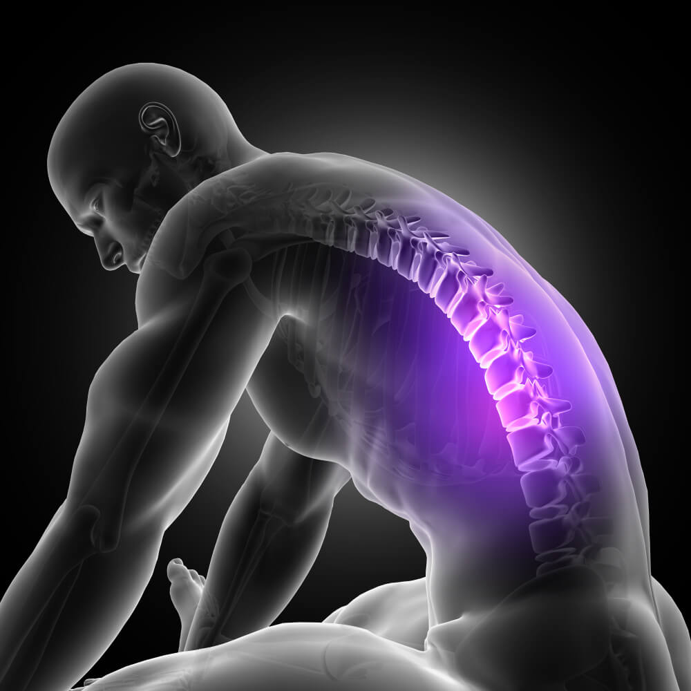 spine